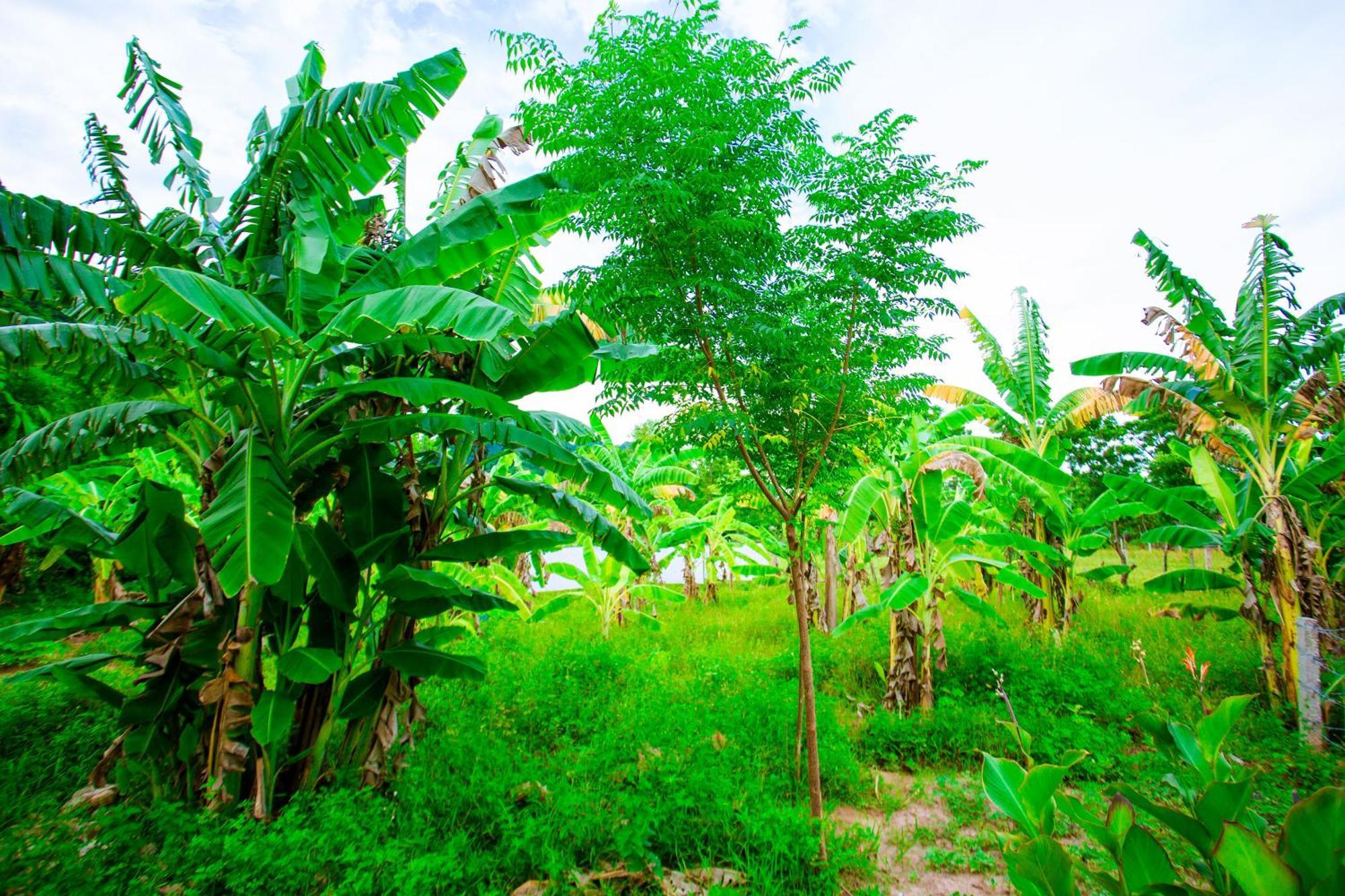 Phong Nha A Little Leaf Homestay Eksteriør billede