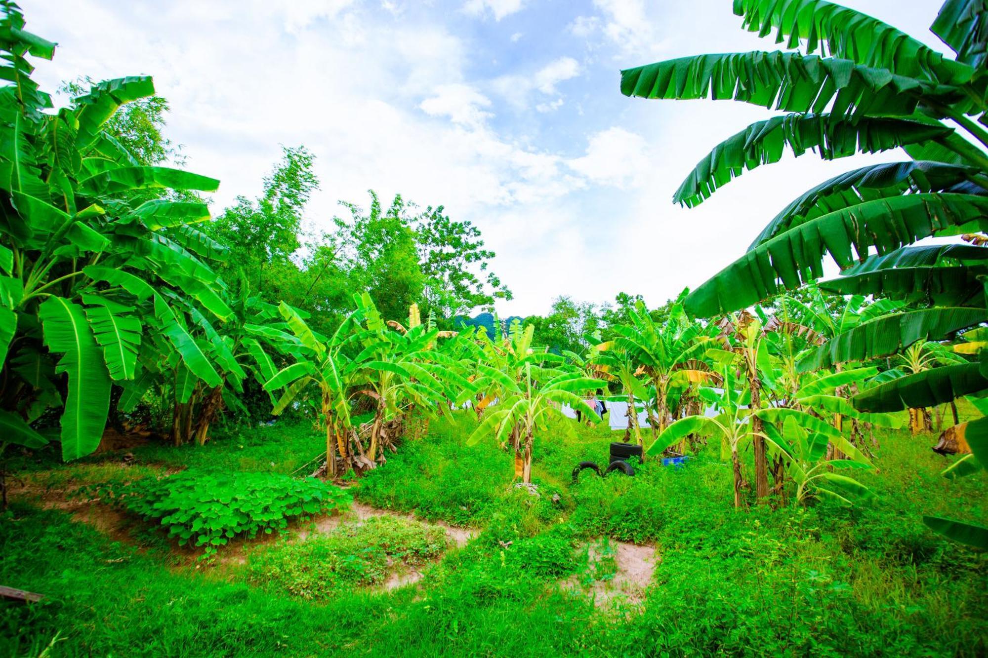 Phong Nha A Little Leaf Homestay Eksteriør billede
